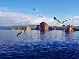 a flock of seagulls flies over a beach in Brazil