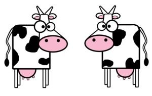 funny Cows cartoon drawing