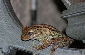 Tree Frog closeup