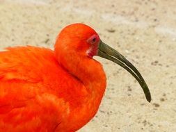 bright orange ibis