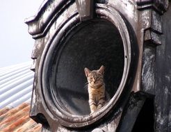 cat in a window on the roof