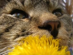 tabby kitten and yellow flower