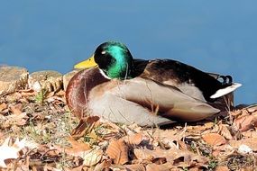 Beautiful and colorful Mallard lies on dry leaves near the water