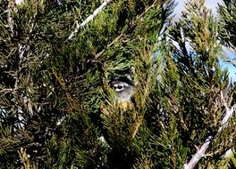 the bird hid in the leaves of trees