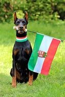 doberman with Hungarian flag
