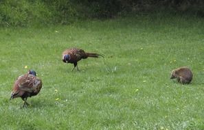 two pheasants and a hedgehog on a green lawn