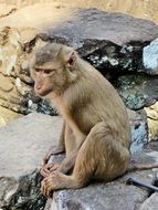 monkey sitting on a stone in cambodia