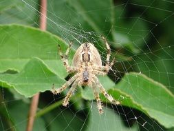 spider with eight legs on the cobweb