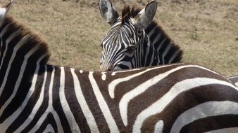 two Zebras, Kenya