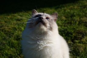 Lotus Cat