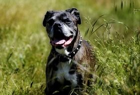 black domestic dog boxer