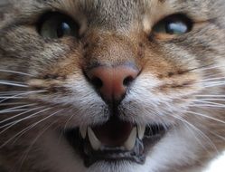 furious cat close up