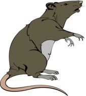 painted gray rat