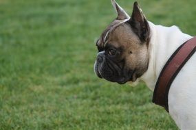 Cute, colorful and beautiful French bulldog on the grass