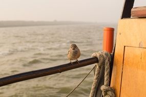 Sparrow Sea