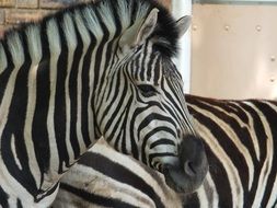 Zebras in the zoo