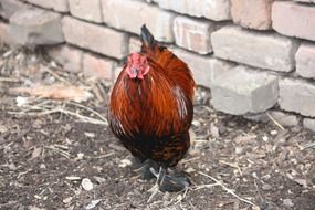 red Chicken Hen