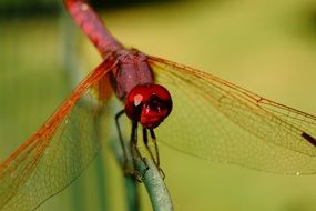 awesome red Dragonfly