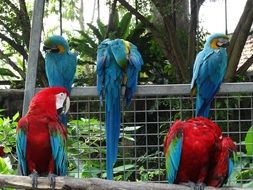 red and blue parrots in the reserve