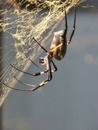 awesome beautiful Spider