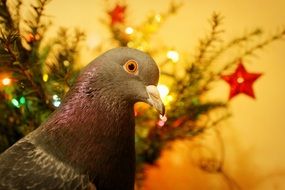 charming Dove at Christmas background