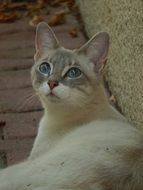 fascinating Cat with Blue Eyes