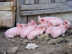 many pink piglets on the farm