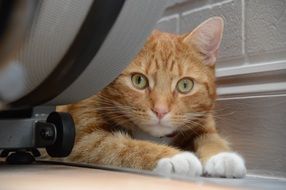 Ginger Cat Staring straight