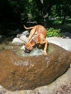 the dog drinks from the fountain