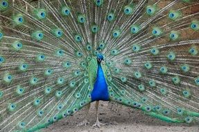 peacock with eye like markings on the feather