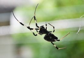 closeup picture of spotted spider on a web