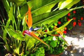 exotic bird of paradise flower in the garden