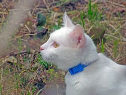 white cat with a blue collar in profile