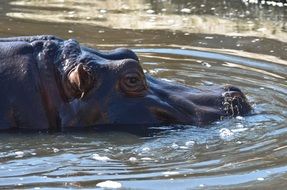 african hippo in the water