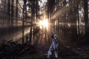 dalmatians in the forest at sunset