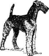 portrait of an airedale terrier