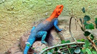 colourful Lizard Reptile on stones