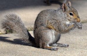 beautiful and cute Squirrel Animals