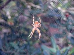 orange spider on the web