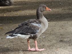 Domestic grey goose on a farm