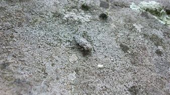 picture of gray beetle camouflages on stone