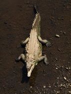crocodile, photo from the top