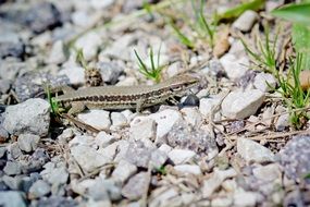 wall lizard on the stones