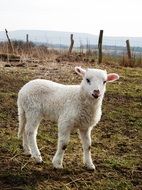 white lamb in the meadow closeup