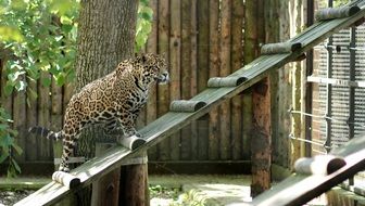 Leopard Cat walking on the wooden ladder