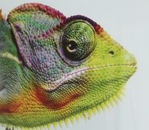 colorful chameleon head