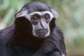photo of black gibbon on a blurred background