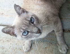 beige cat with blue eyes