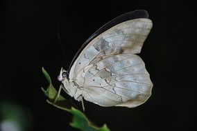 white butterfly on a green plant