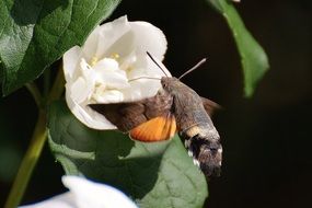 hummingbird hawk moth on a white flowering plants